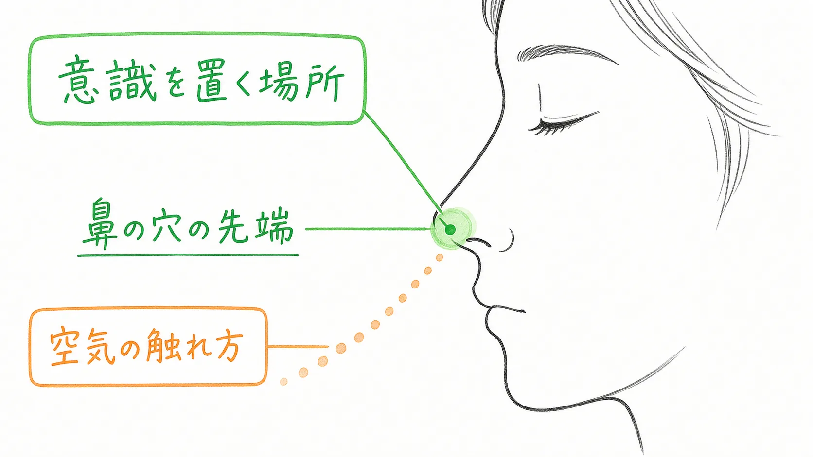 アナパナ瞑想で意識を置く鼻の穴の先端と空気の触れ方を示した図